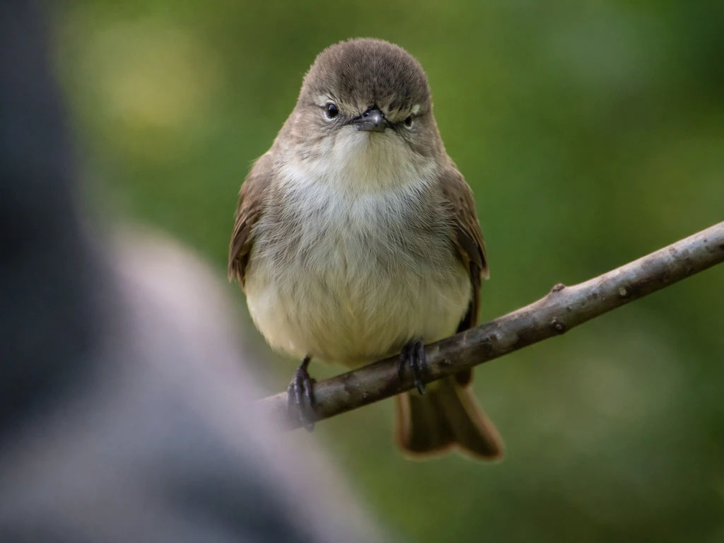 What Does It Mean When a Bird Blinks at You?