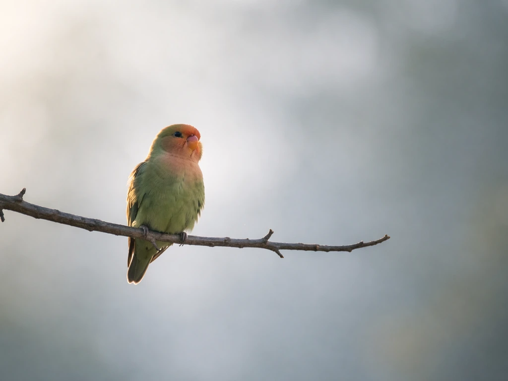 A lone lovebird perched on a branch, small silhouette against a soft, empty sky suggesting longing.